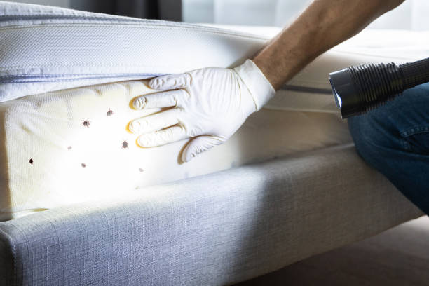 Best Best Pest Control Companies  in Rib Mountain, WI