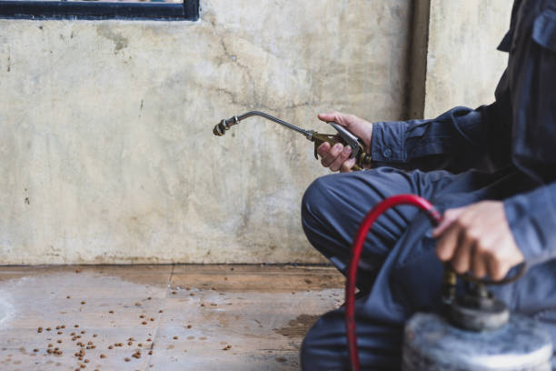 Best Termite Control Services  in Rib Mountain, WI